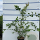 Amelanchier lamarckii 150-175 cm 20L meerstammig