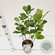 Aronia prunifolia 'Viking' 40-50 cm 2,5L