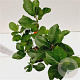Aronia prunifolia 'Viking' 40-50 cm 2,5L