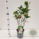 Aronia prunifolia 'Viking' 40-50 cm 2,5L