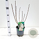 Aronia prunifolia 'Viking' 40-50 cm 2,5L