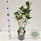 Aronia prunifolia 'Viking' 40-50 cm 2,5L