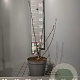Aronia prunifolia 'Viking' 50-60 cm 3,0L