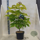 Catalpa bignonioides 'Aurea' 80-100 cm 10L meerstammig
