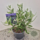 Caryopteris cland. 'Heavenly Blue' 30-35 cm 2,5L
