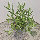 Caryopteris cland. 'Heavenly Blue' 30-35 cm 2,5L