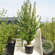 Cercidiphyllum japonicum 200-250 cm cont. 55L meerstammig