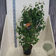 Cercidiphyllum japonicum 80-100 cm 10L meerstammig