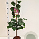 Cercis siliquastrum 80-100 cm 3,0L
