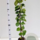 Cercis siliquastrum 80-100 cm 3,0L