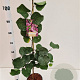 Cercis siliquastrum 80-100 cm 3,0L