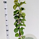 Cercis siliquastrum 80-100 cm 3,0L
