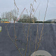 Corylus avellana 175-200 cm 20L