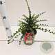 Cotoneaster horizontalis 25-30 cm C1.5
