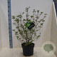 Cornus kousa chinensis 60-80 cm 10L meerstammig