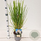 Cortaderia selloana 40-50 cm 2,5L