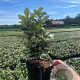 Elaeagnus ebbingei 40-50 cm 3,0L