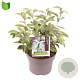 Elaeagnus ebbingei 40-50 cm 5,0L