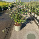 Elaeagnus ebbingei 40-50 cm 5,0L