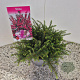 Erica darl. 'Kramer's Rote' 10-15 cm C1.5