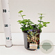 Euonymus fort. 'Vegetus' 20-30 cm C1.5