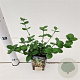 Euonymus fort. 'Vegetus' 20-30 cm C1.5