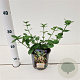 Euonymus fort. 'Vegetus' 20-30 cm C1.5