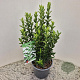 Euonymus jap. 'Green Spire' 25-30 cm 2,5L