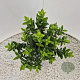 Euonymus jap. 'Green Spire' 25-30 cm 2,5L