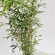 Fargesia robusta 'Campbell' 60-80 cm 5,0L