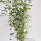 Fargesia robusta 'Campbell' 60-80 cm 5,0L