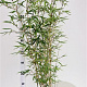 Fargesia robusta 'Campbell' 60-80 cm 5,0L
