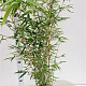 Fargesia robusta 'Campbell' 60-80 cm 5,0L