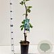 Ficus car. 'Brown Turkey' 40-50 cm rozenpot 3L