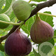 Ficus car. 'Brogiotto Nero' 50-60 cm 5,0L