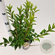 Forsythia int. 'Spectabilis' 40-50 cm 2,5L