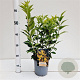 Forsythia int. 'Spectabilis' 40-50 cm 2,5L