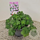 Geranium Dreamland 25 cm 2,5L