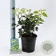 Hedera hel. 'Arborescens' 25-30 cm 2,0L