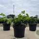Hedera hel. 'Arborescens' 25-30 cm 2,0L