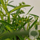 Hypericum kalmianum 'Gemo' 25-30 cm 2,5L