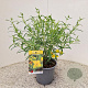 Hypericum kalmianum 'Gemo' 25-30 cm 2,5L