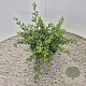 Ilex crenata 'Convexa' 25 cm 2,5L