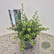 Ilex crenata 'Convexa' 25 cm 2,5L