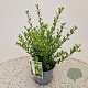 Ilex crenata 'Caroline Upright' 25 cm 2,5L