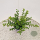 Ilex crenata 'Caroline Upright' 25 cm 2,5L