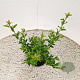 Ilex maximowicziana kanehirae 25-30 cm 2,5L