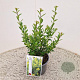 Ilex maximowicziana kanehirae 25-30 cm 2,5L