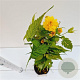 Kerria jap. 'Pleniflora' 40-50 cm 2,5L
