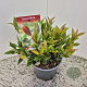 Leucothoe 'Zeblid' 20-25 cm 2,5L